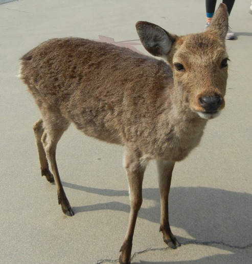Miyajima Deer