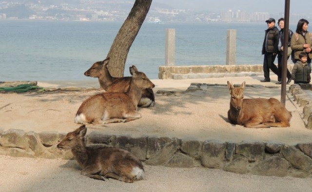 Deer in Miyajima