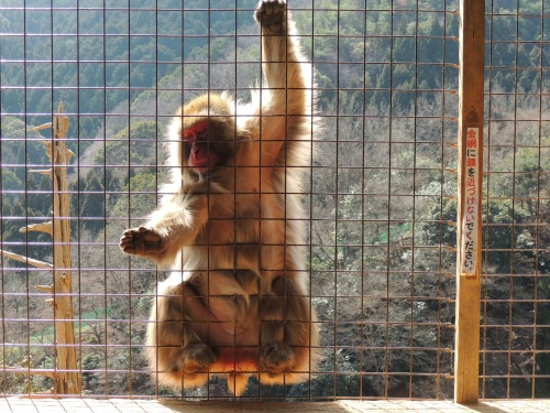 Monkey Hand Out for Food