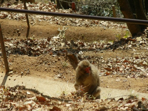 Monkey on Trail