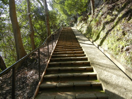 Monkey Park Steps
