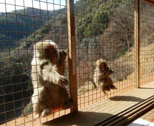 Monkeys waiting for food