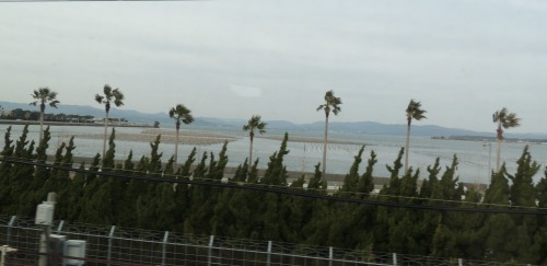 Palm  Trees from Shinkansen