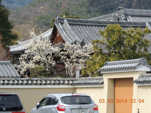 View of Plum and Traditional Roof