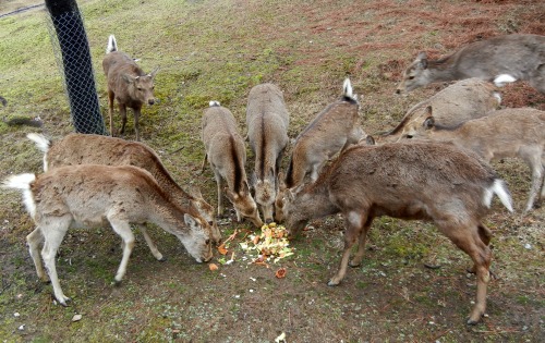 Deer eating vegetables