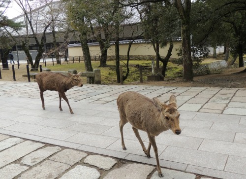 Deer in Nara