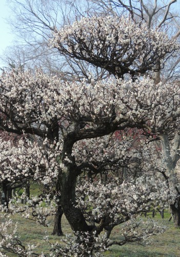 Gorgeous Plum Tree