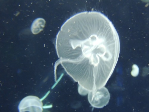 Jellyfish Osaka Aquarium