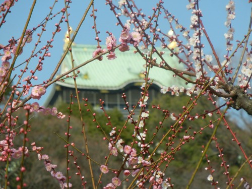 Osaka Castle Through Plums