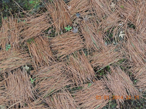Pine Needle Pattern