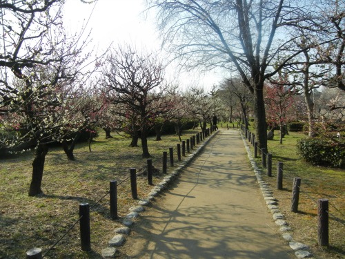 Plum Garden Near Osaka Castle