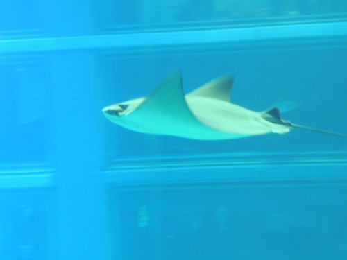 Stingray at Osaka Aquarium