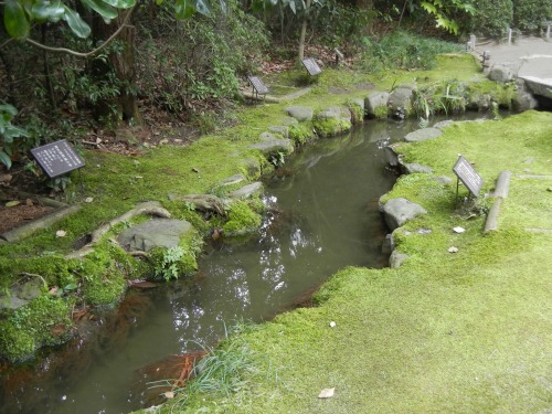 Stream Garden Heian Shrine