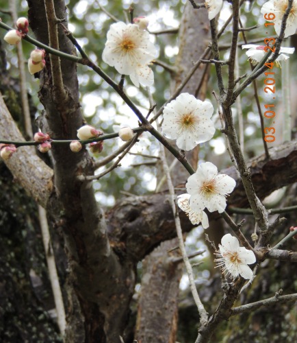 White Plum Blossoms