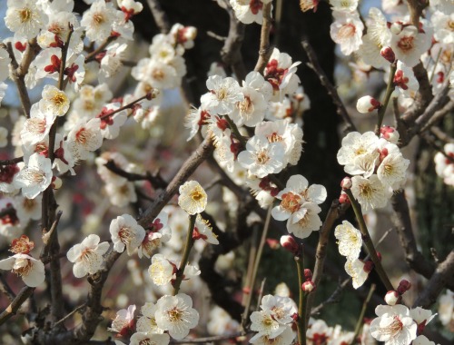 White Plum Close