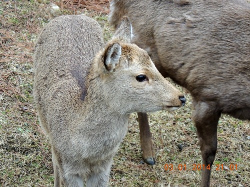 Young deer Nara