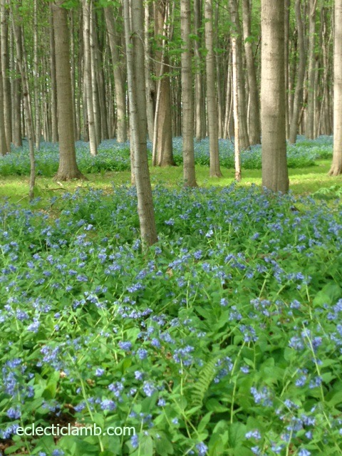 bluebells