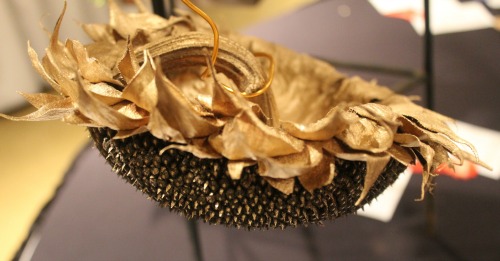 sunflower-to-feed-the-birds