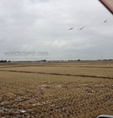 swans-flying-over-rice-fields-niigata-japan