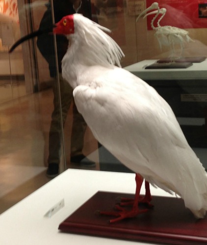 Toki Japanese Crested Ibis bird.jpg