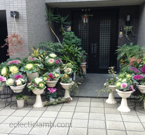 Winter Home Garden Uji