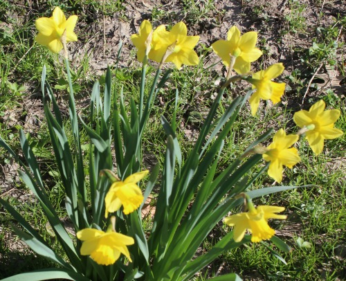 Daffodils