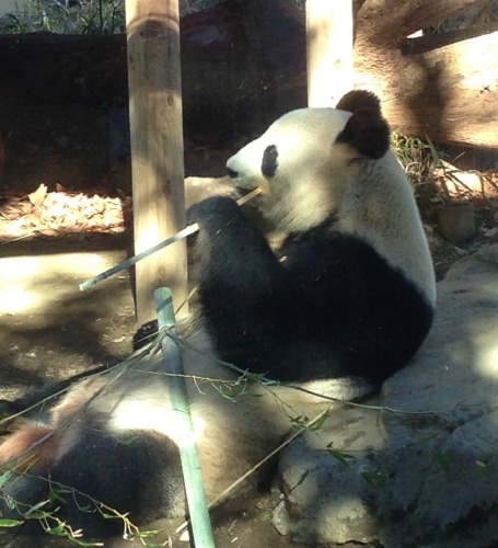 Panda in Tokyo.jpg