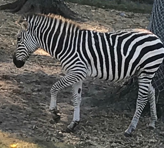 Zebra Zoo.jpg
