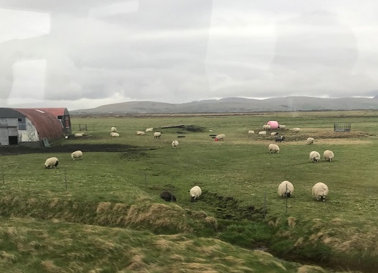Sheep in Field Iceland