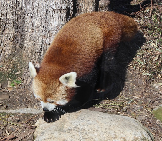 red panda 2.jpg