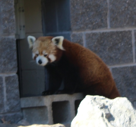 red panda.jpg