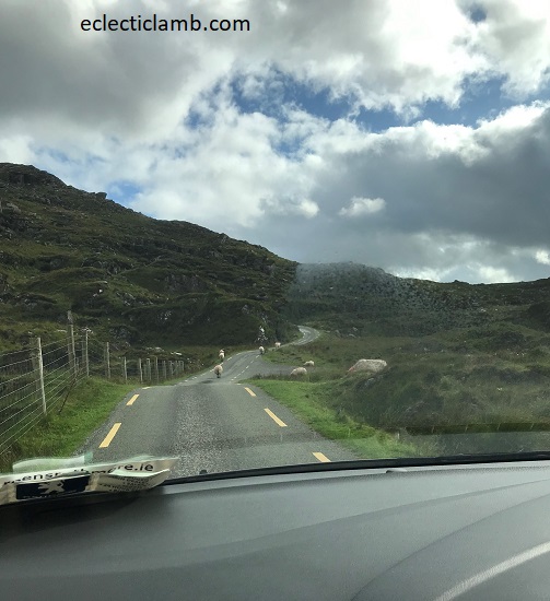 Driving in Ireland Sheep