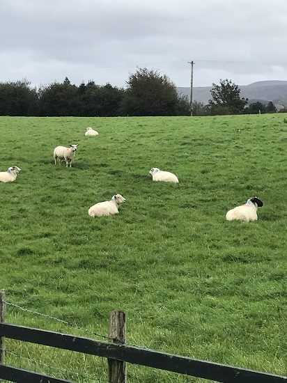 Sheep in Kenmare