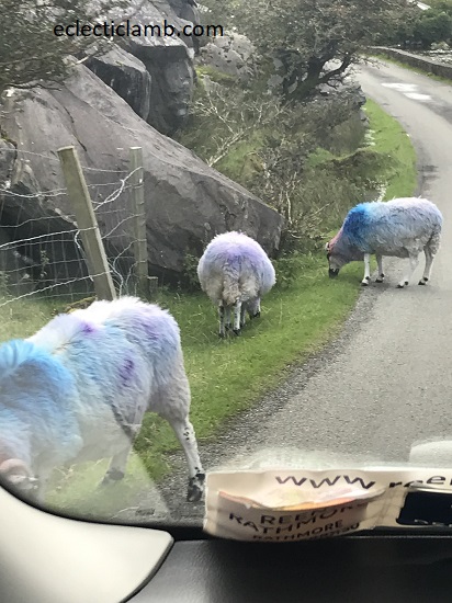 Sheep in the Road.jpg