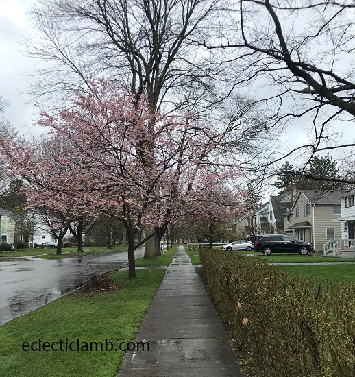 cherry blooming in rain