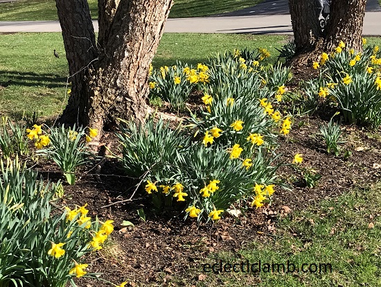Daffodils