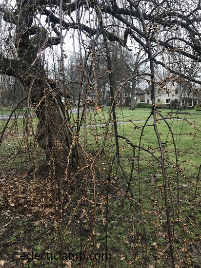 Early Spring in the Rain