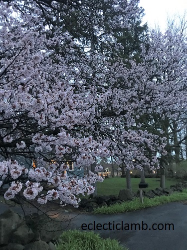 flowering cherry