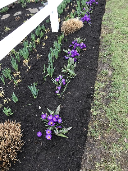 purple crocus