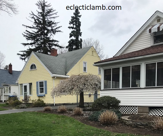 spring flowering tree