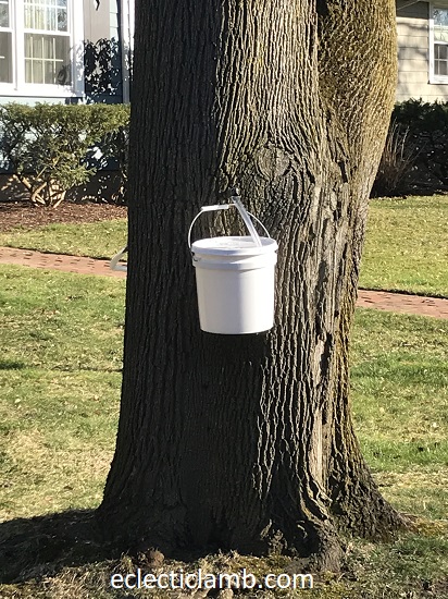 tap maple