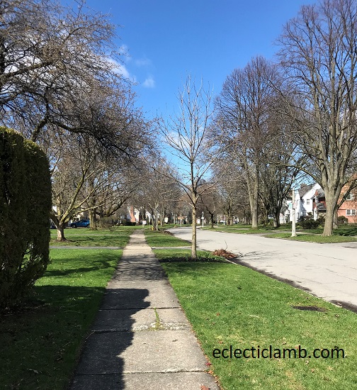 Tree Lined Street Brighton NY