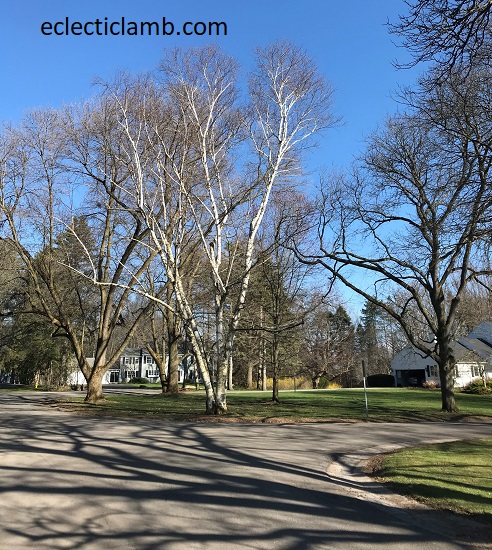 Whitestone Area Brighton