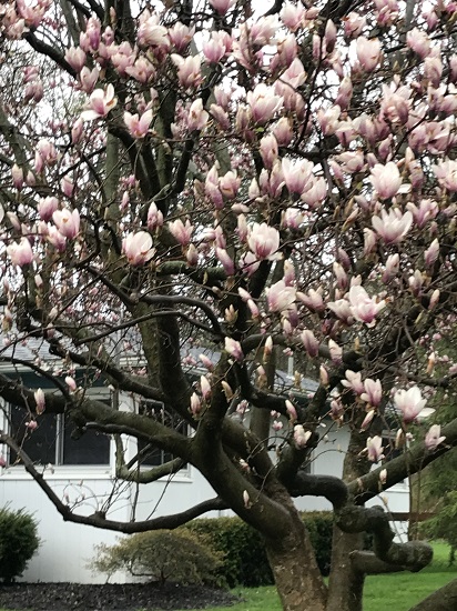 Magnolia