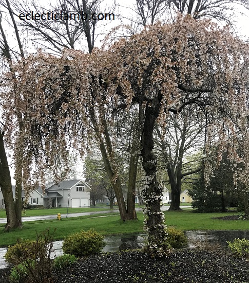 splendid spring tree